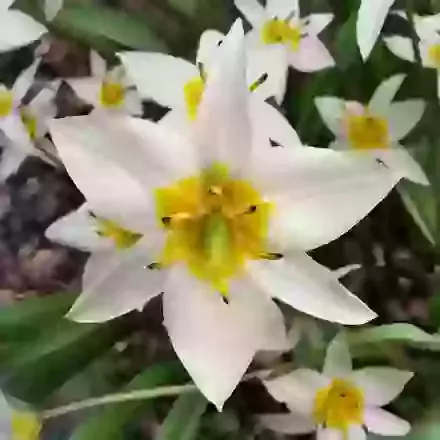 Turkestanica